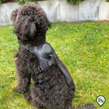 LeashGo™ – Harnas en Lijn in Eén voor Direct Wandelgemak